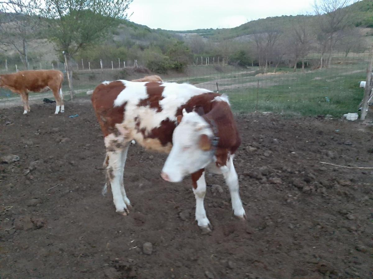 Pensiunea Agroturistica Green Odoba Satuc ภายนอก รูปภาพ