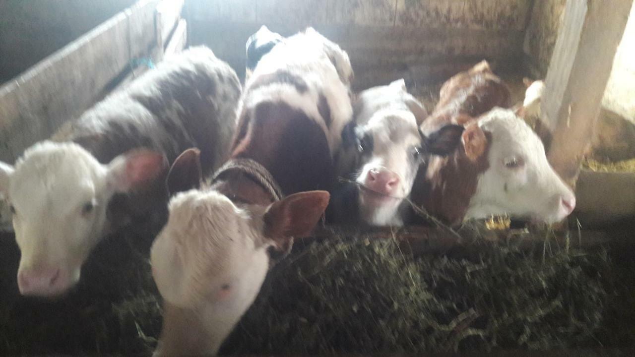 Pensiunea Agroturistica Green Odoba Satuc ภายนอก รูปภาพ